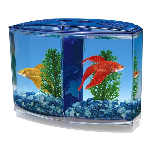 avis penn plax twin betta bbt3