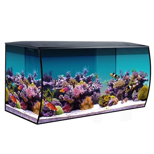 meilleur aquarium eau de mer