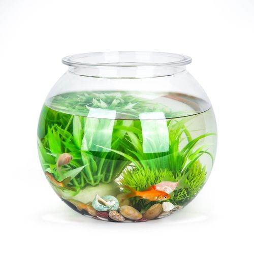 meilleur rapport qualite prix aquarium rond