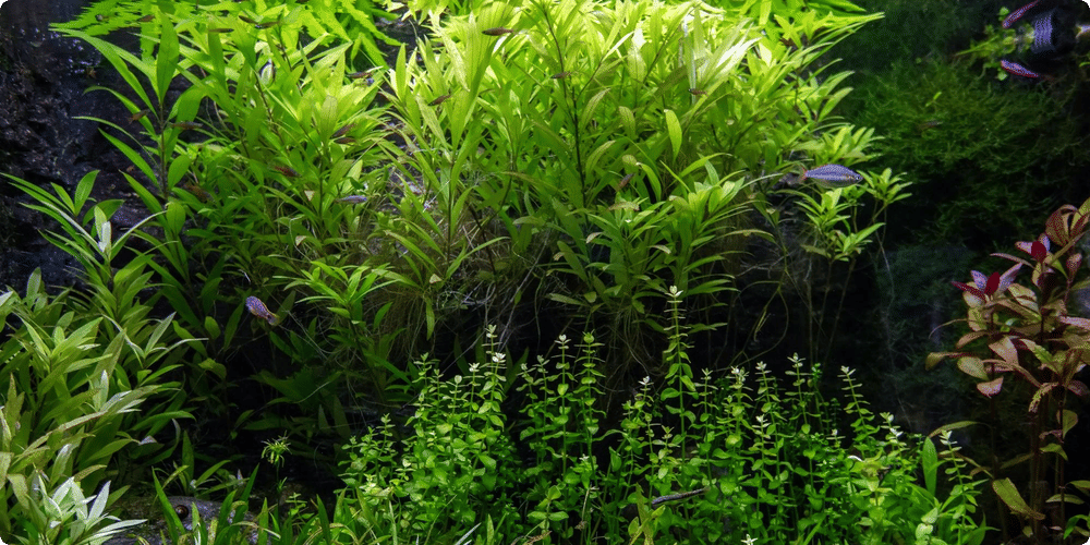 Avantages écologiques pour l'aquarium