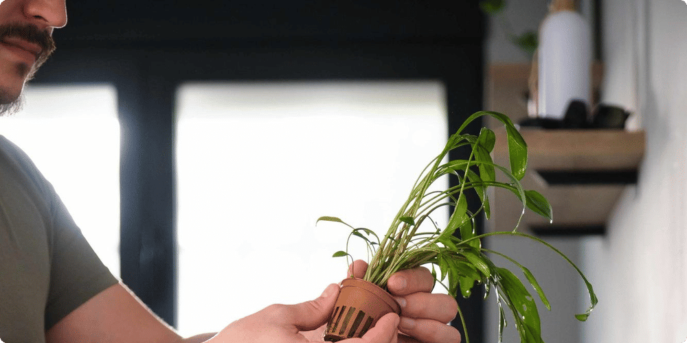 Entretien et choix des plantes