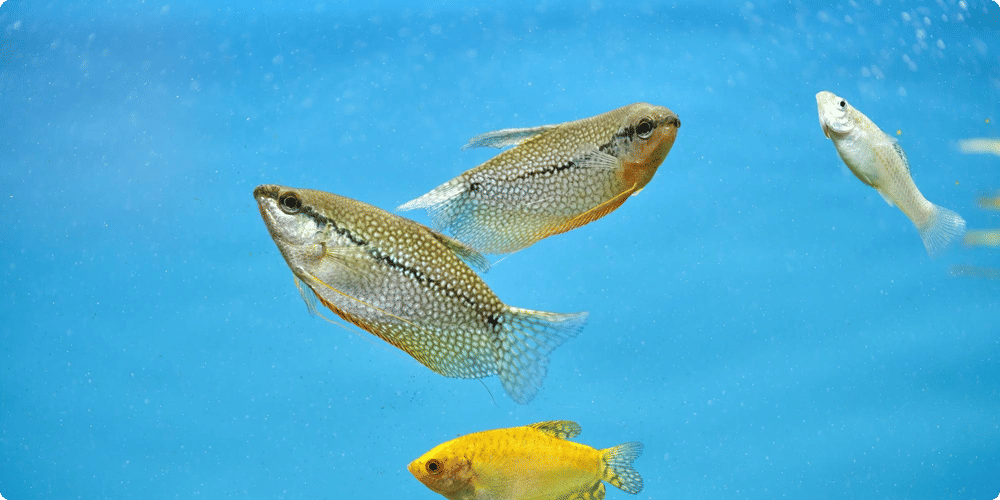 Considérations basées sur les besoins spécifiques des poissons