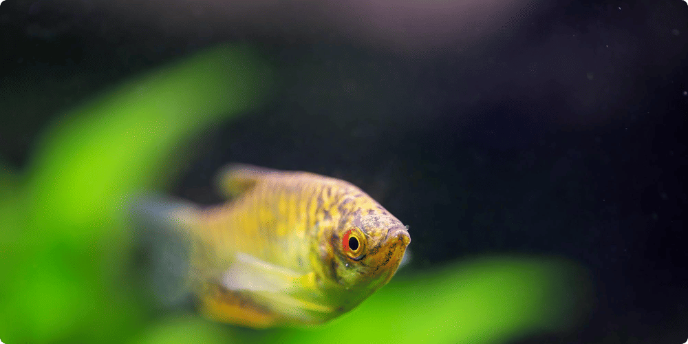 Critères de sélection des poissons pour un nouvel aquarium