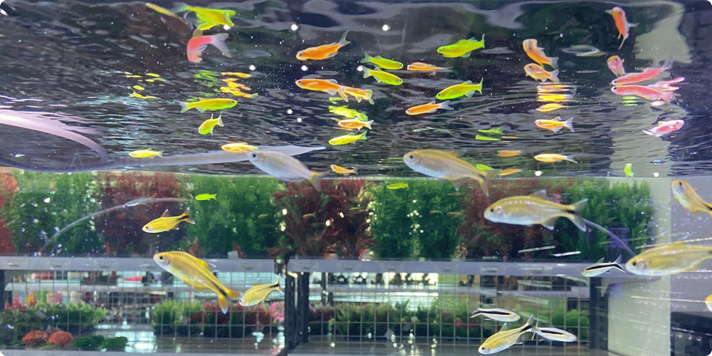 Comment choisir les poissons pour votre nouvel aquarium ?