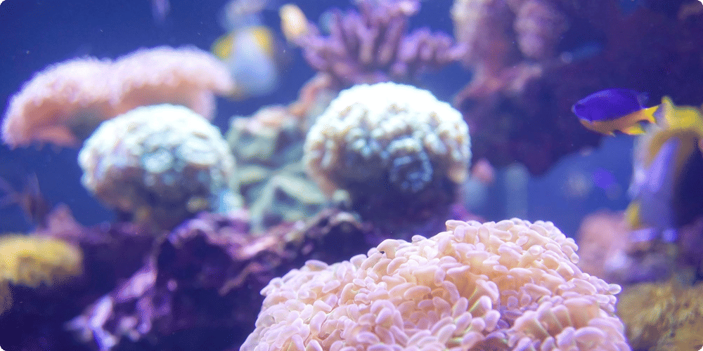 Aménager l'aquarium