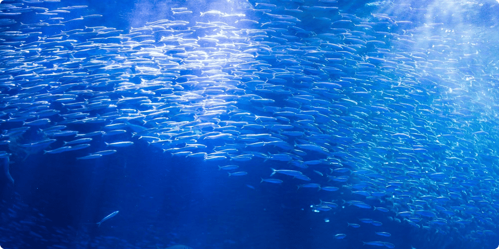 Choisir un biotope à recréer
