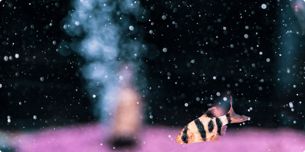 Sélectionner les poissons et les plantes