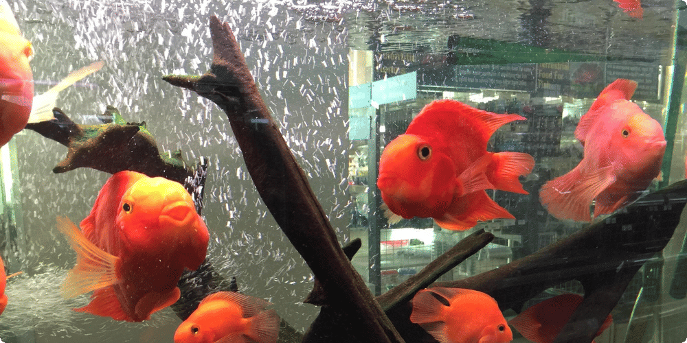 Alimentation des poissons