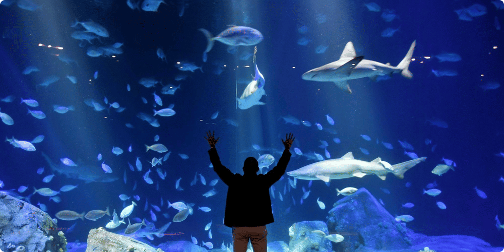 Aménagement de l'aquarium