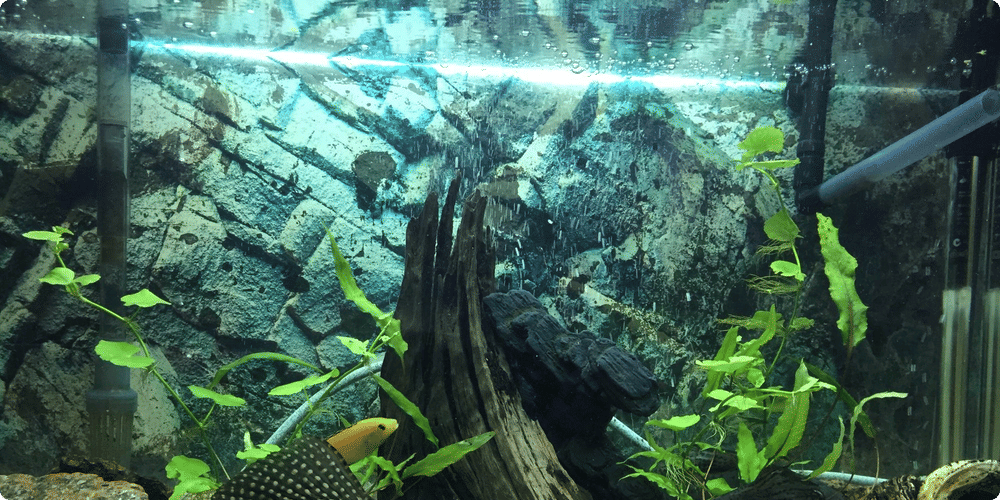 Cyclage de l'aquarium