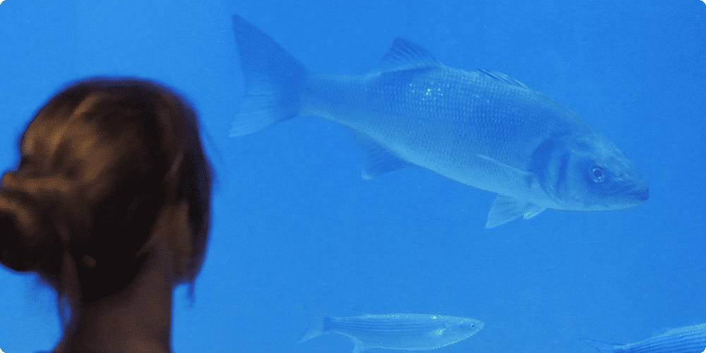 Introduction des poissons