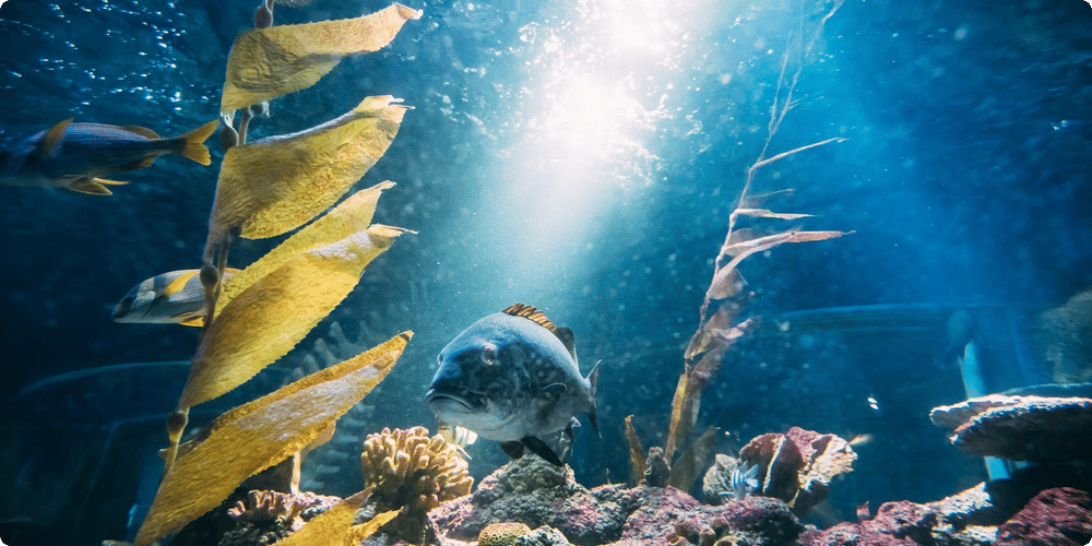 Les principes fondamentaux pour un aquarium parfait