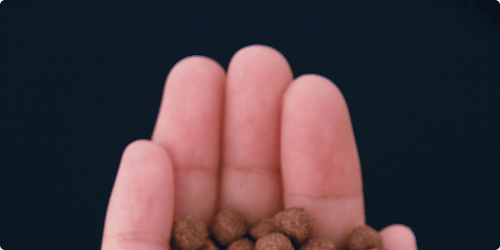 Tout savoir pour bien nourrir vos poissons d'aquarium