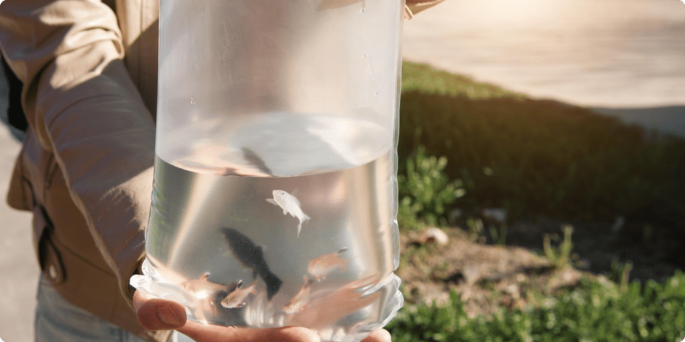 Nourrir les poissons en cas d'absence