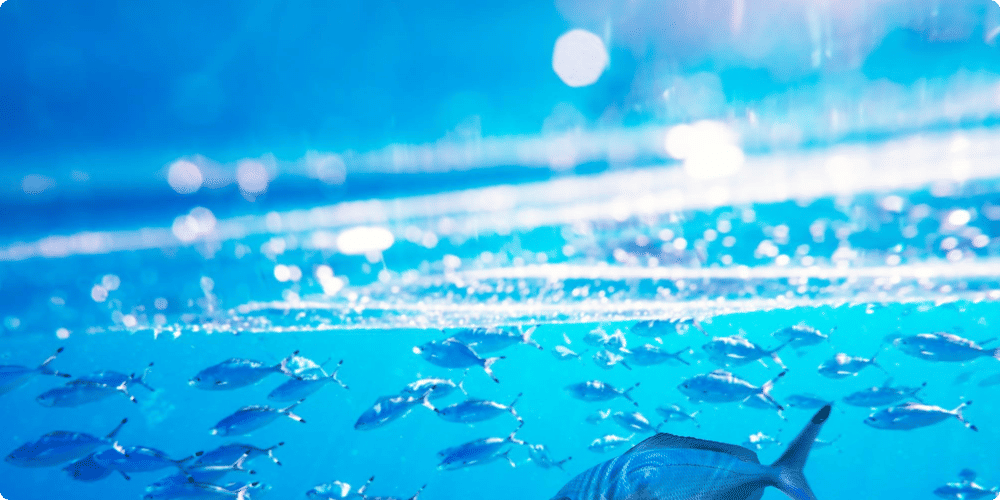 Types de nourriture pour poissons d'aquarium