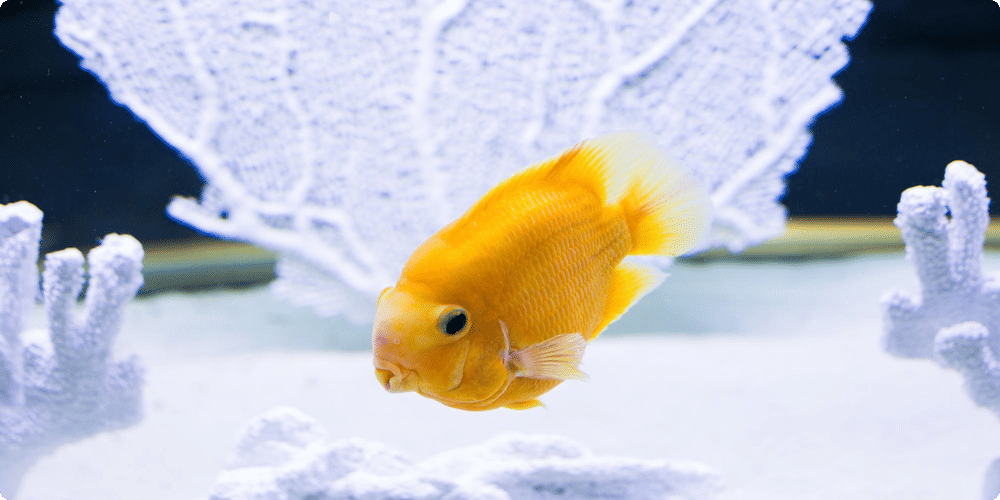 Conseils pour réussir son aquarium de débutant