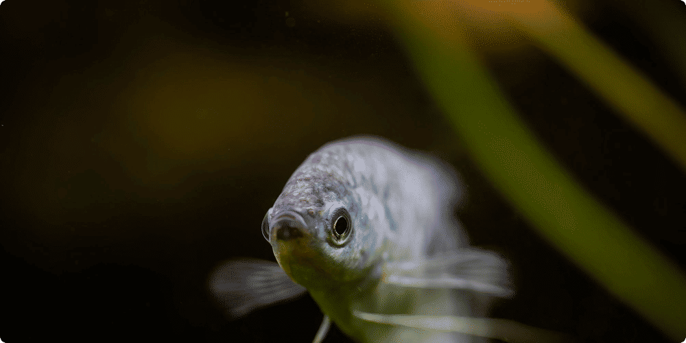Les meilleurs poissons pour démarrer votre aquarium