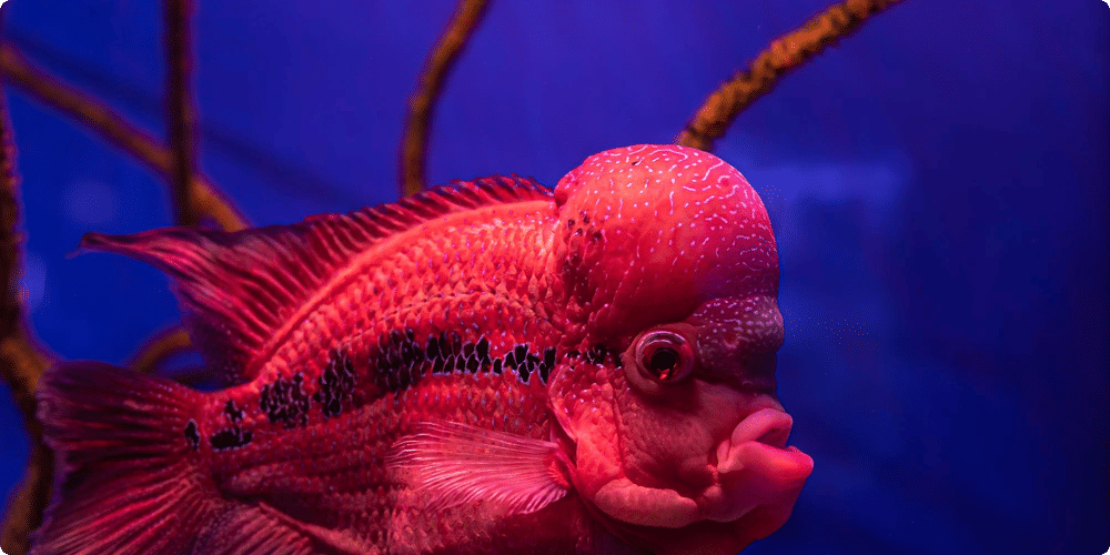 Top 5 des poissons recommandés