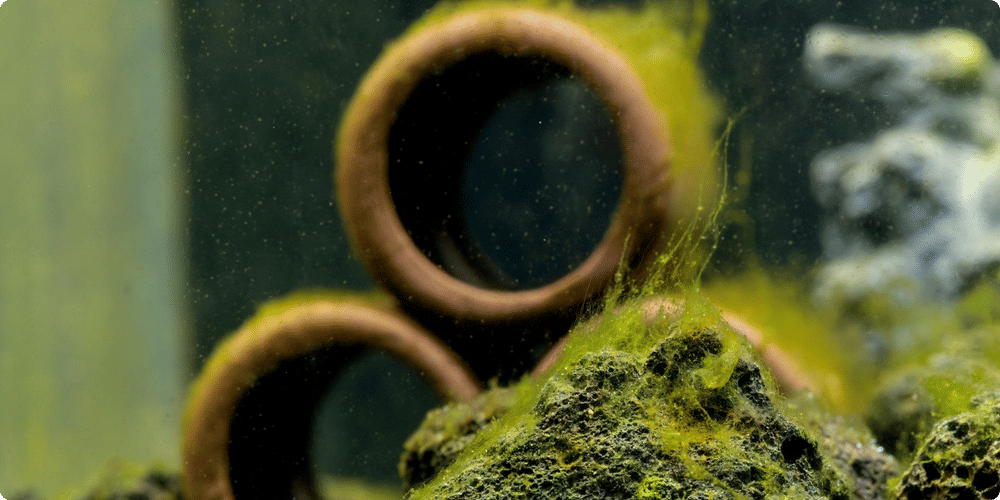 Comprendre les composants essentiels d'un écosystème d'aquarium