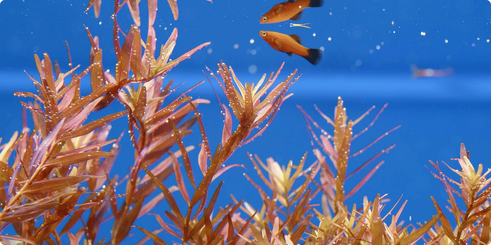 Guide pour créer un écosystème équilibré en aquarium d'eau douce
