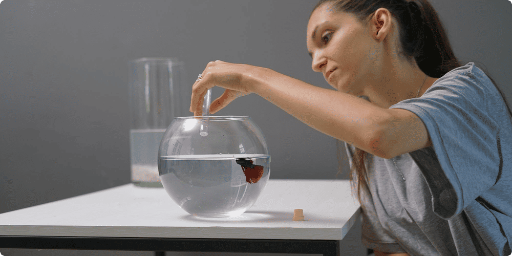 Les équipements de base pour un aquarium